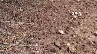 Seduced bitch with dripping pussy